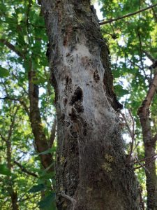 A tree with an Oak Processionary Moth nest