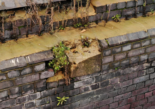 Picture of a  plant growing out of a brick wall that was obtained using drone technology  