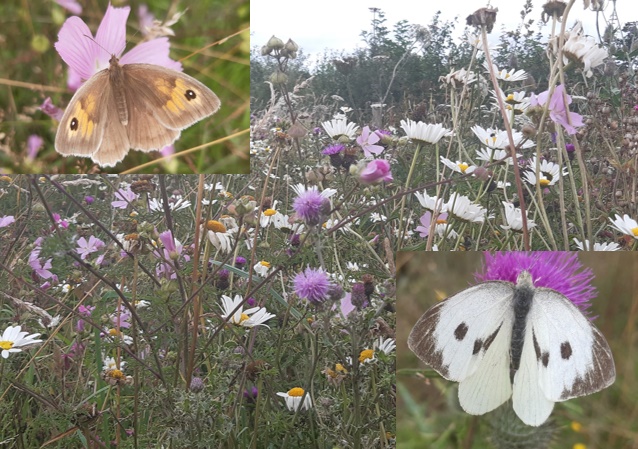 Picture of multicoloured wild flowers and two butterflies