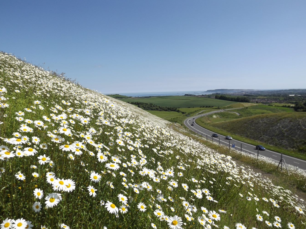 Picture of flowers on hill leading down to road