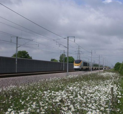 Picture of train on tracks running alongside oxeye daisy grass