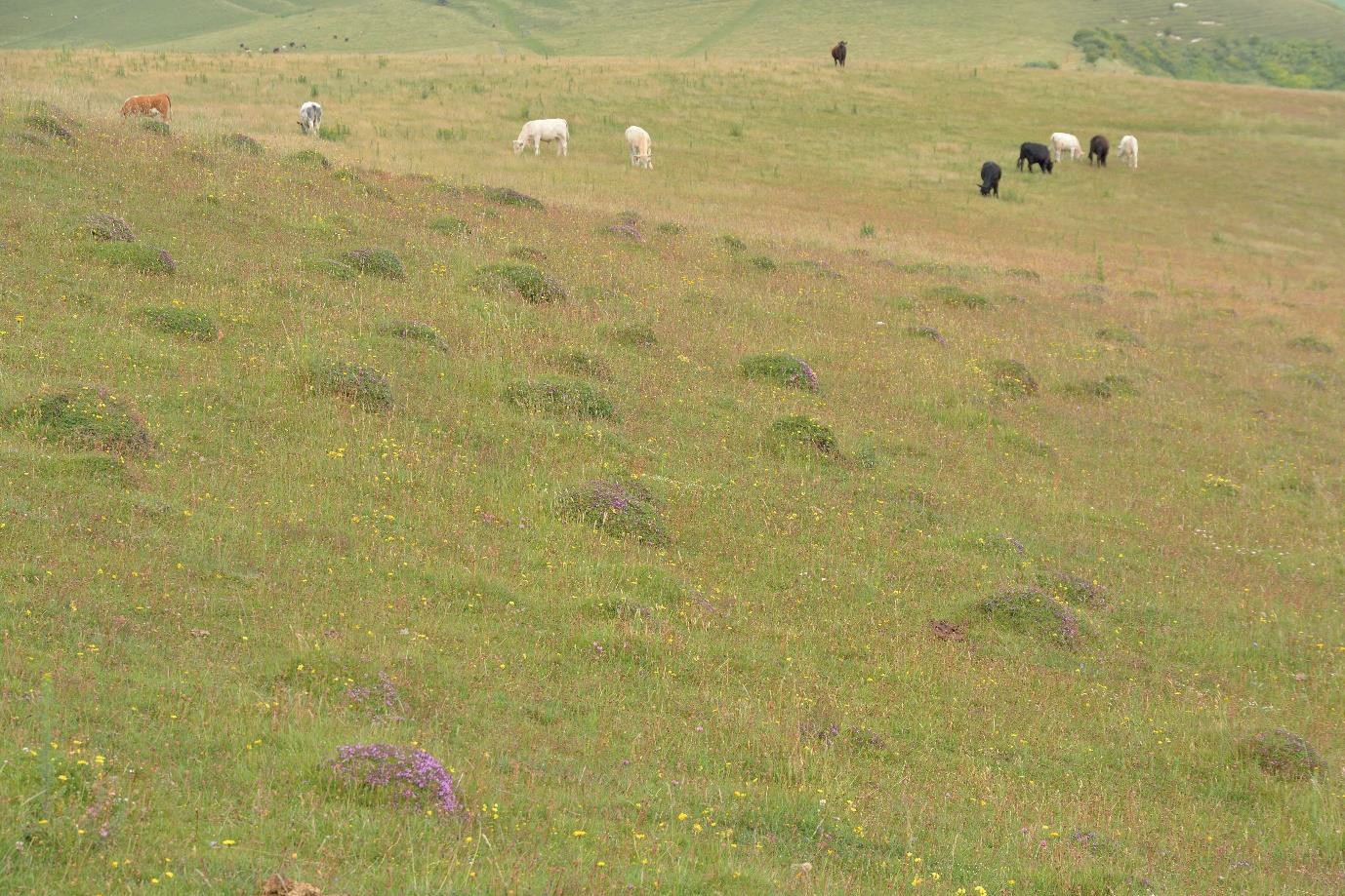 Picture of conservation grazing on calcareous grassland