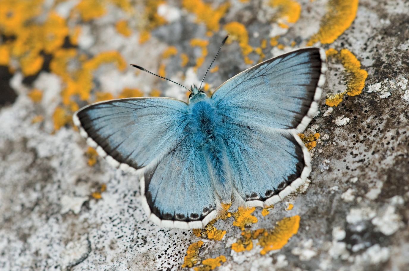 Picture of a  Chalkhill blue butterfly Polyommatus coridon