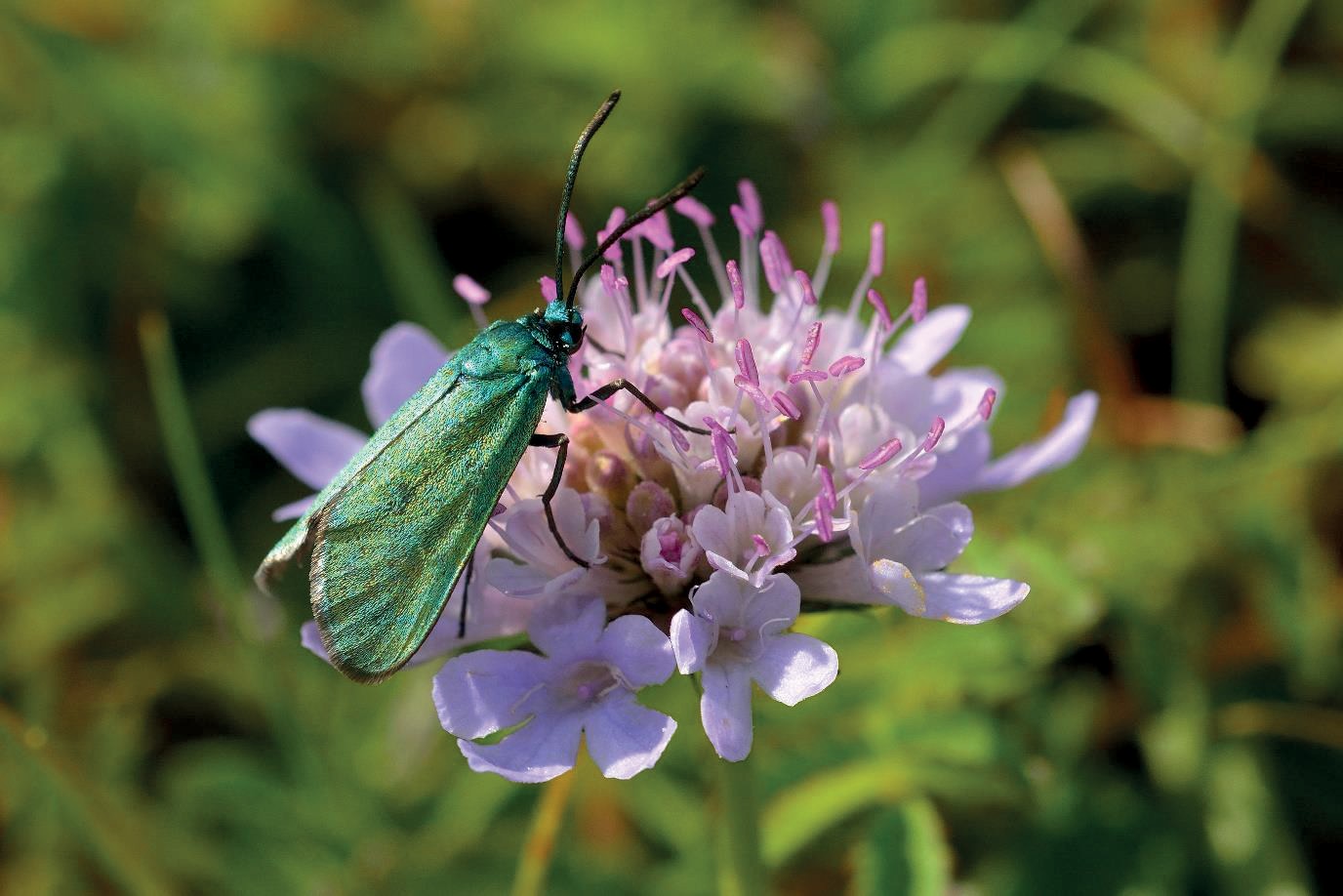 Picture of Cistus forester moth Adscita geryon