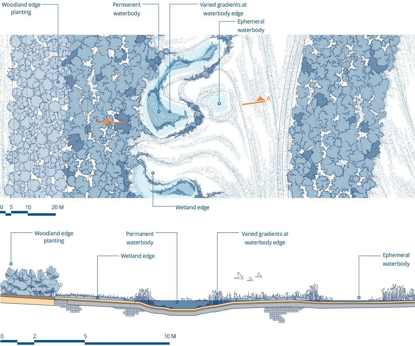 Plan and cross-section of wetland habitat