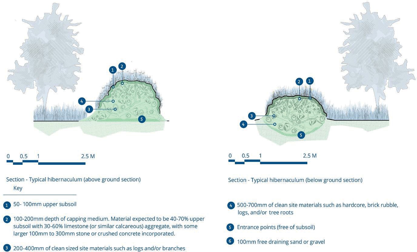 Plan and section views of hibernacula