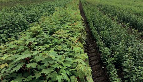  Dedicated HS2 plant material growing at Crowders nursery.