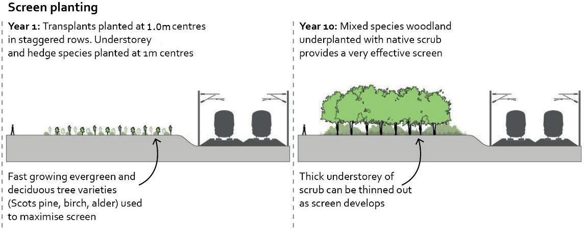 Diagram of idicative time sequence and design principles for effective screen planting.