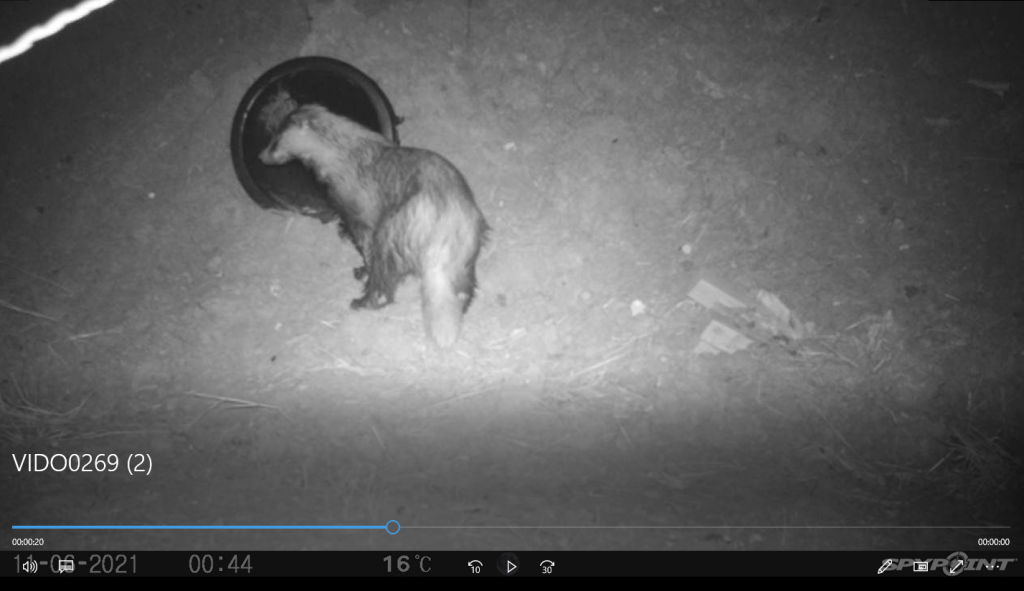 Photo of  a badger coming out at the ABS hole in the ground