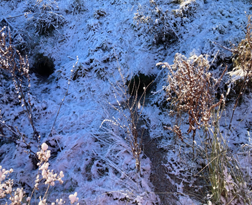 A snow covered grass and plants showing badger runs and footprints 