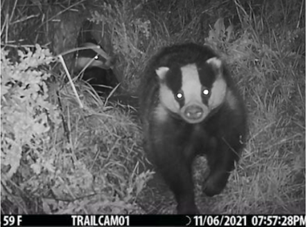 Picture of a badger via infra red vision camera footage