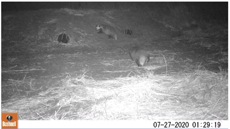 Photos of badgers via infra red night vision