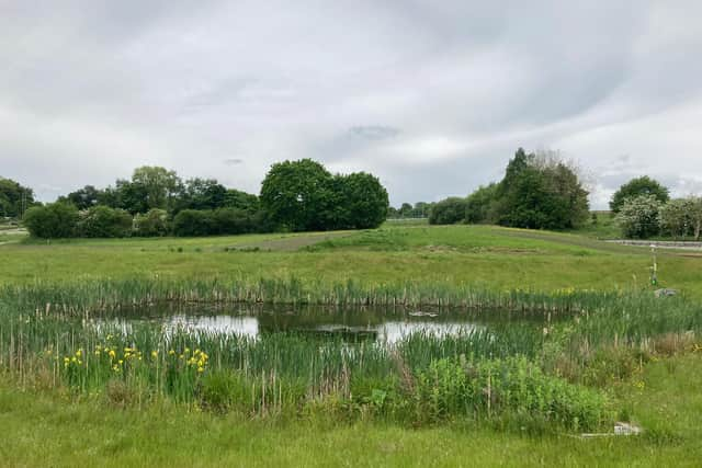 A pond in a grassy field

