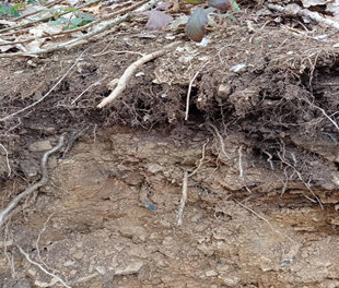 Picture of ancient woodland topsoil 